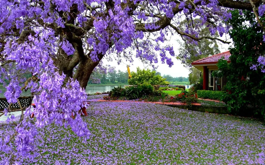 Spring Wallpapers with Purple Blossoms