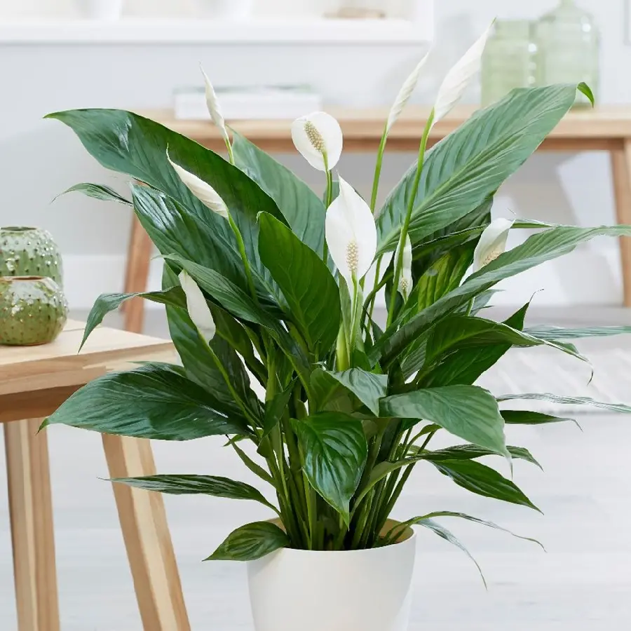 Spathiphyllum Indoor Plant Photo and Care Guide