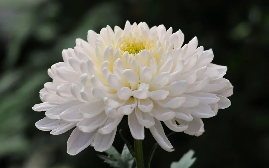 White Chrysanthemum Profile Picture
