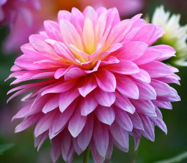 Download Pink Chrysanthemum Beautiful Flower in High Quality