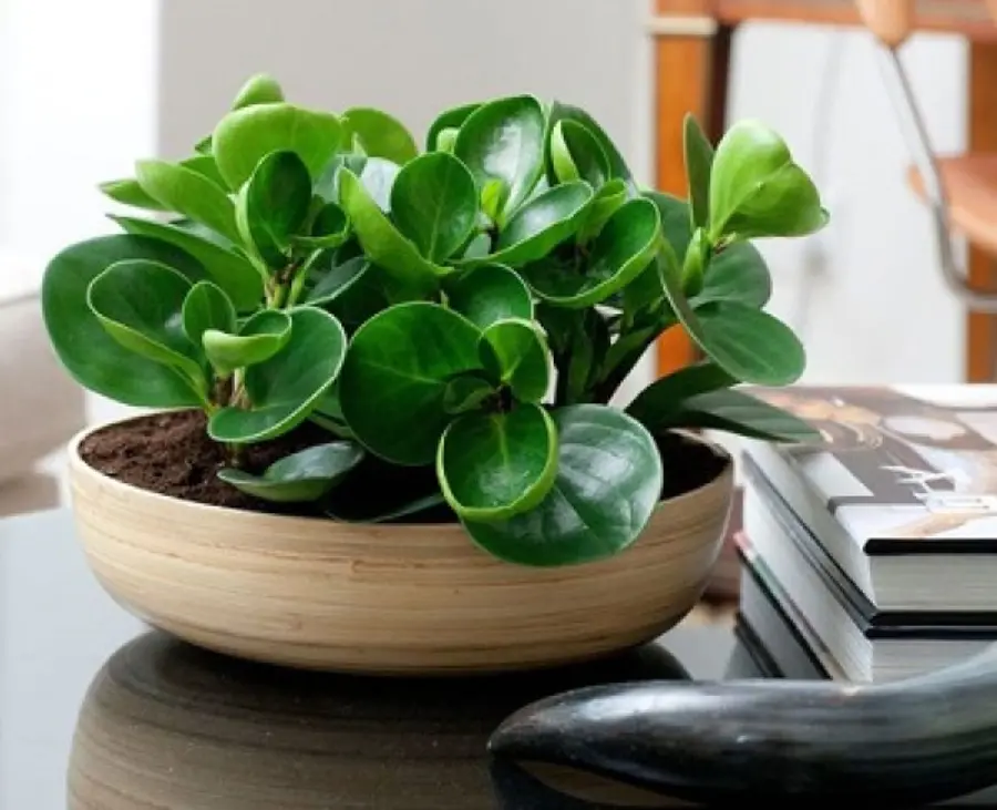 Dieffenbachia Indoor Plant Photo and Care Guide