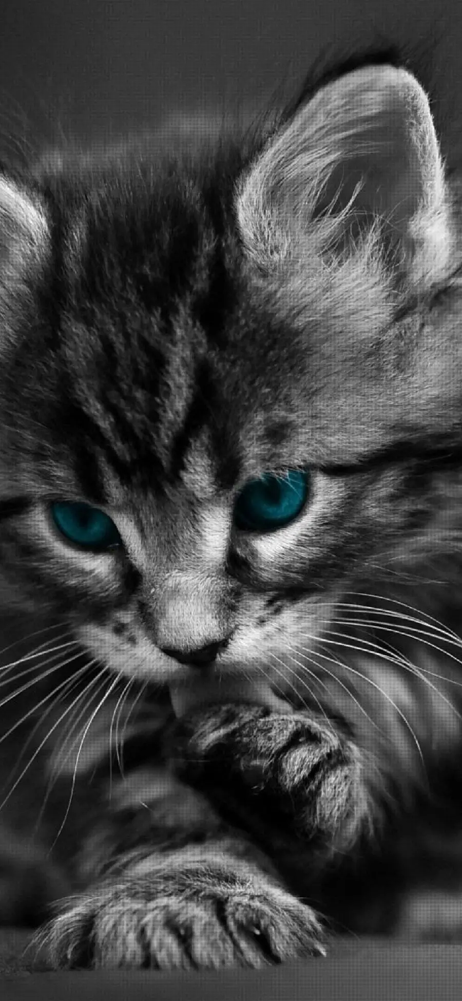 Adorable Cat Photo