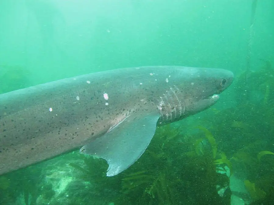 Bull Shark High-Quality Photo