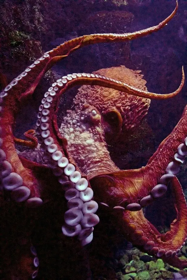 Download Red Aquatic Octopus Background for Presentations