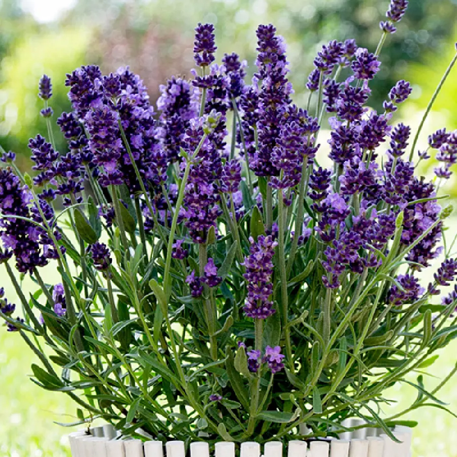 Lavender Indoor Plant Photo and Care Instructions