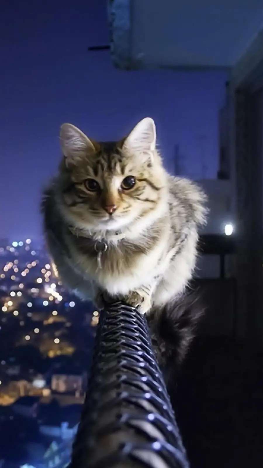 Beautiful and Cute Cat Photo