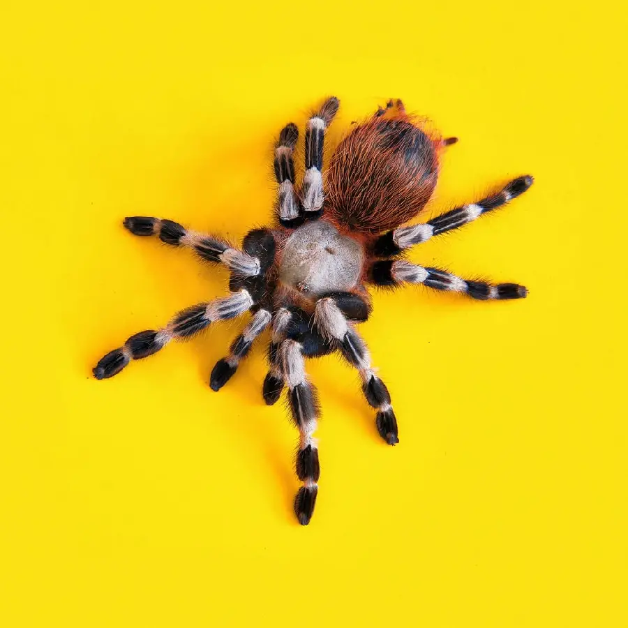 Two-Colored Tarantula Spider Photo