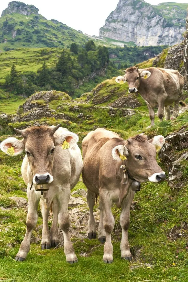 Download Wallpaper of Horned Cows in Mountains