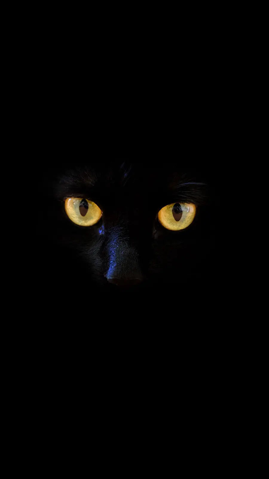 Black Cat Photo