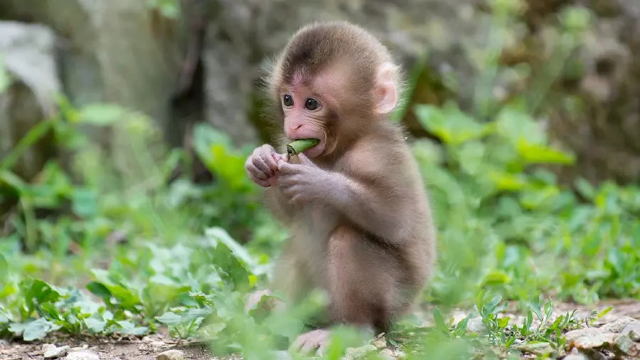 Funny Baby Chimpanzee Pictures for Download