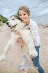 Happy Husky Dog Photo - Beautiful Blue Eyes