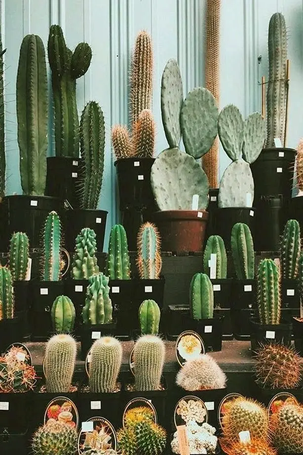 Download Profile Picture of Cacti in Black Pots