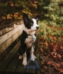 Black and White Dog Sitting on a Table