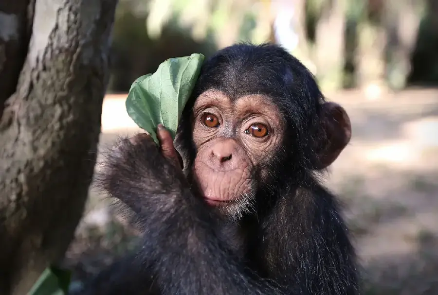Cute and Funny Baby Chimpanzee Photos for Download