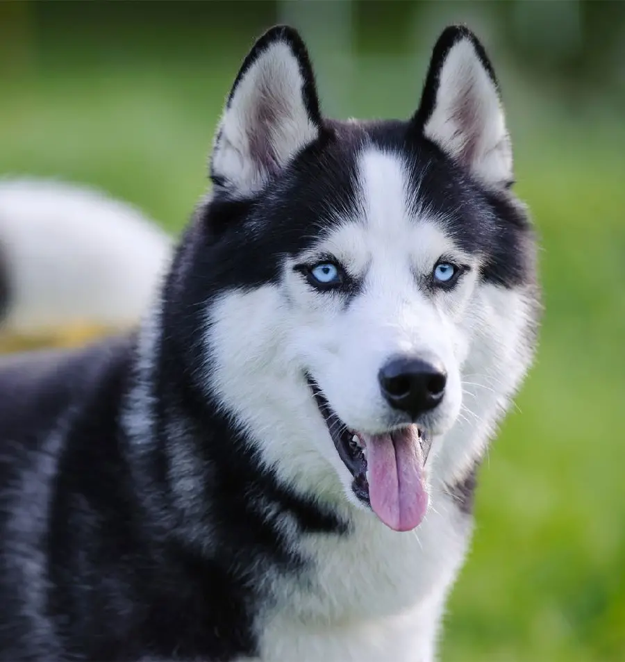 Husky - The Sled Dog from Alaska
