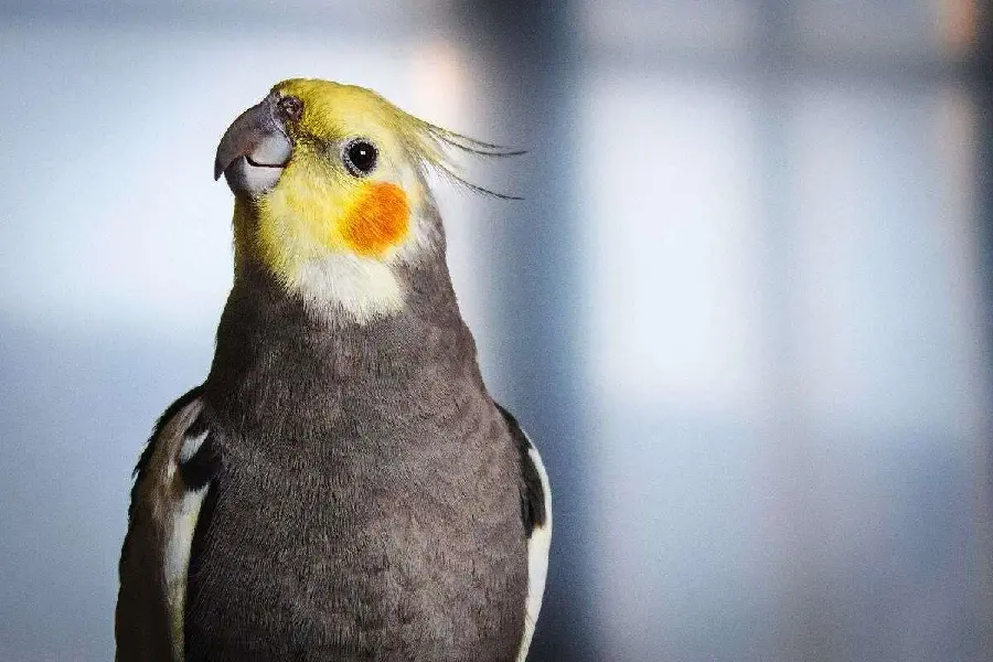 Photos of Cockatiel Birds - Unique and Beautiful Pets