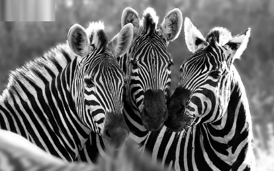 Cute Picture of a Zebra for Wallpapers and Profiles