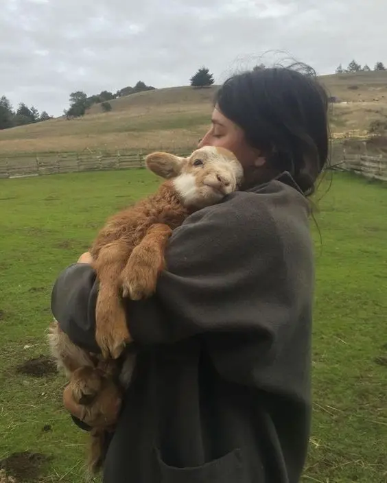 Download Girly Background of Hugging Lamb