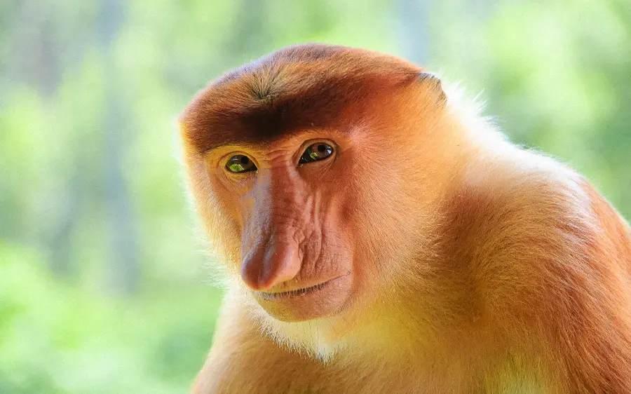 Download Photo of Long Nosed Monkey