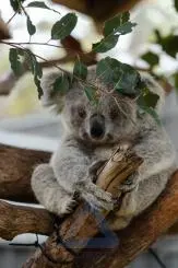 Koalas Are Very Picky About Their Food