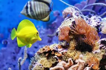 Largest Glass Aquarium in Kish Island - Marine Life