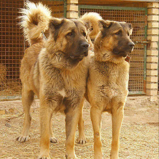 Download High-Quality Photo of a Brown Sarabi Dog