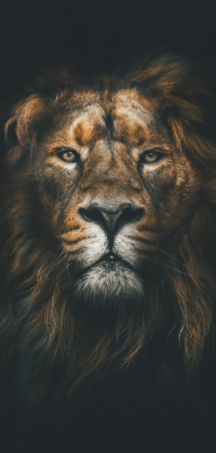 Lion Jungle Wallpaper for Phone