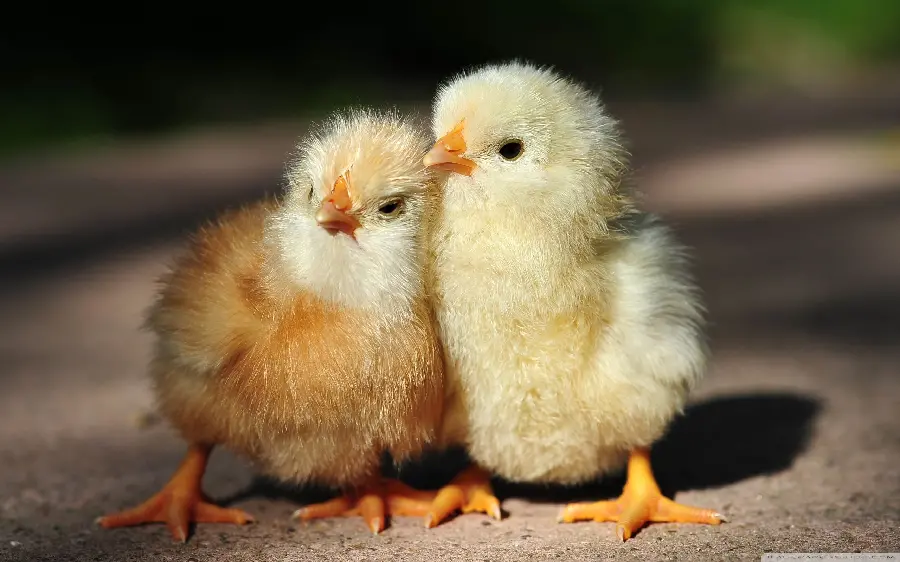 Cute Little Chick Photos for Animal Enthusiasts