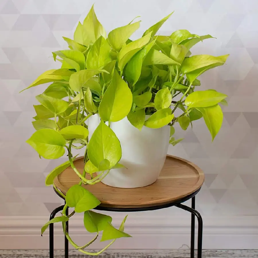 High-Quality Pothos Plant Image