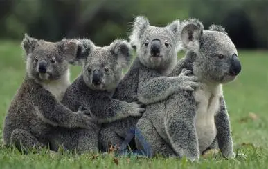 Group Photo of Four Cute and Beautiful Koalas