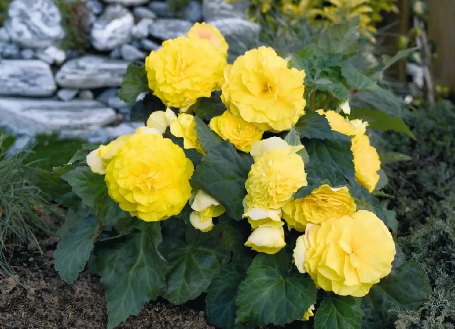 Download Begonia Beautiful Colorful Flower in High Quality