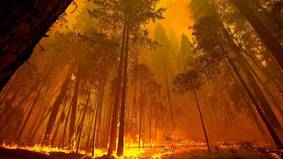 Download Images of Widespread Forest Fires