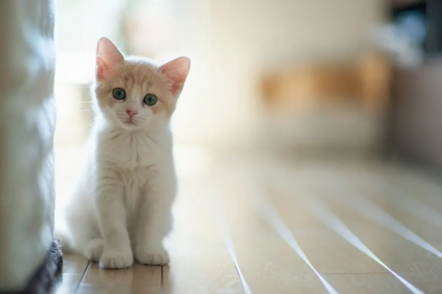 Cute Adorable and Beautiful Cat Photo