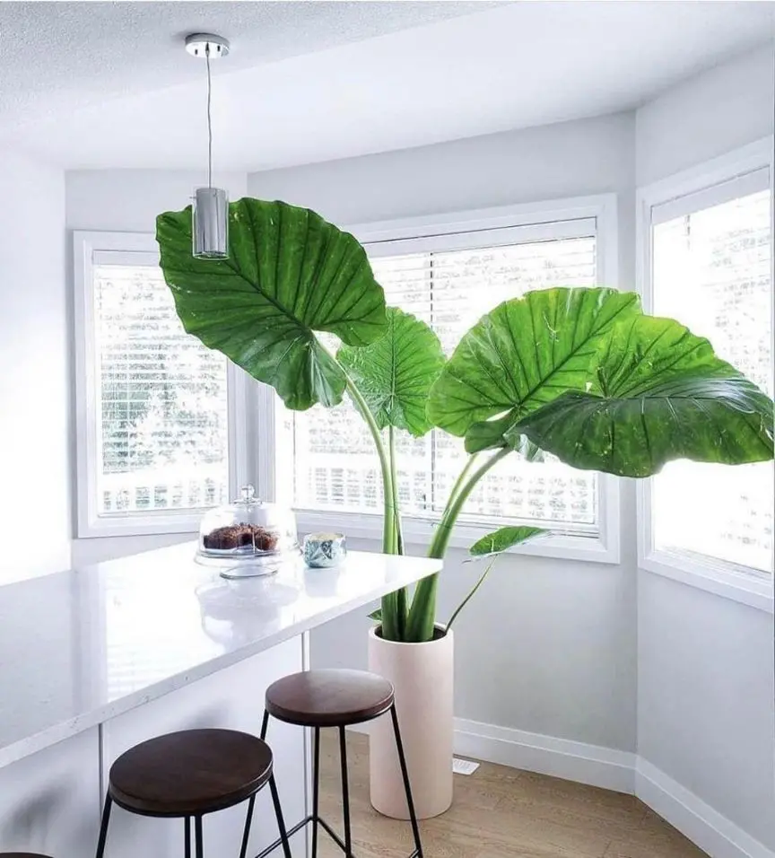 Elephant Ear Plant - A Large and Unique Foliage