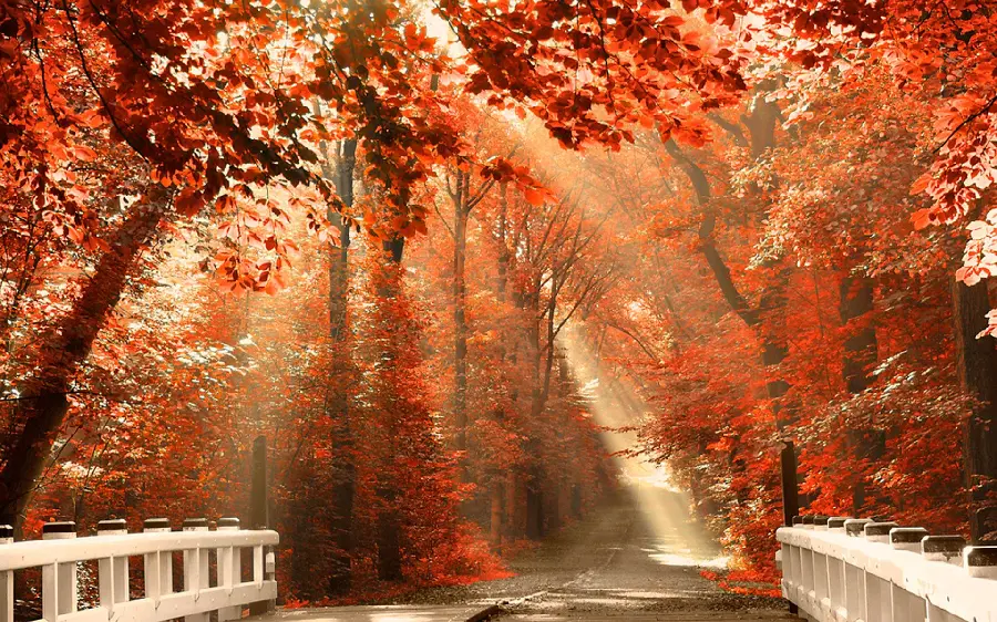 Beautiful Autumn Forest Scenery Photos