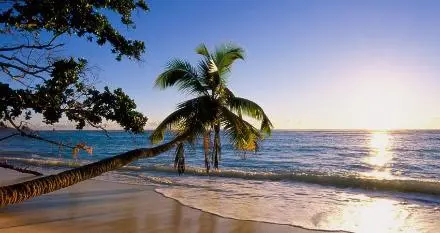 Coconut Tree Beach in Kish Island - Beautiful Scenery