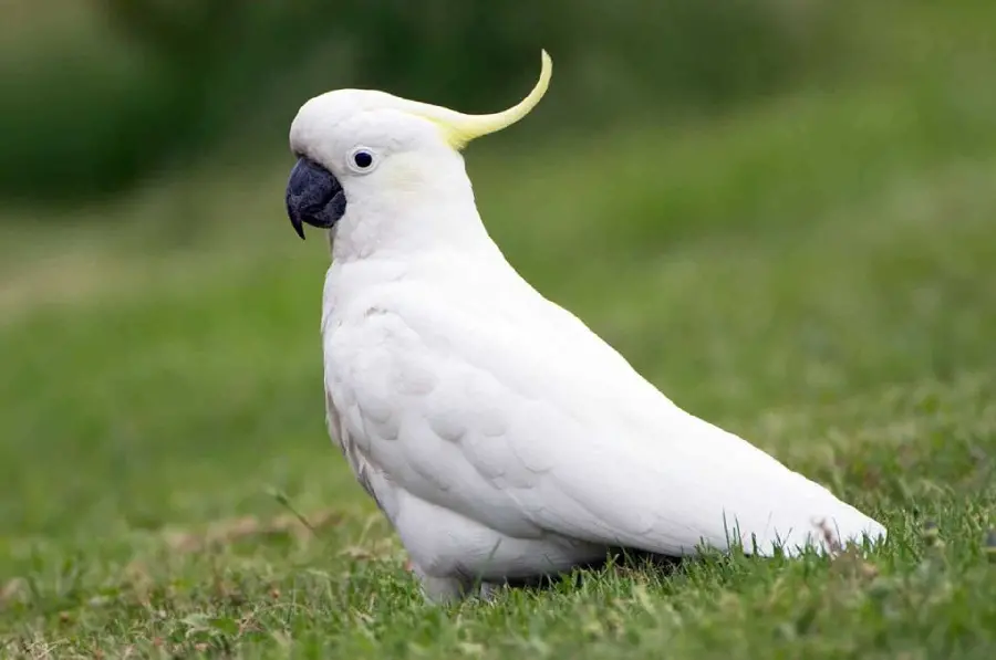 Download Photos of White-Crested Cockatoos - Lovable Pets