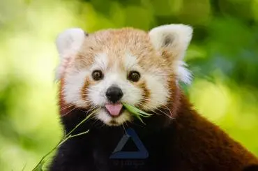 Brown and White Bear Photo - Strong and Majestic