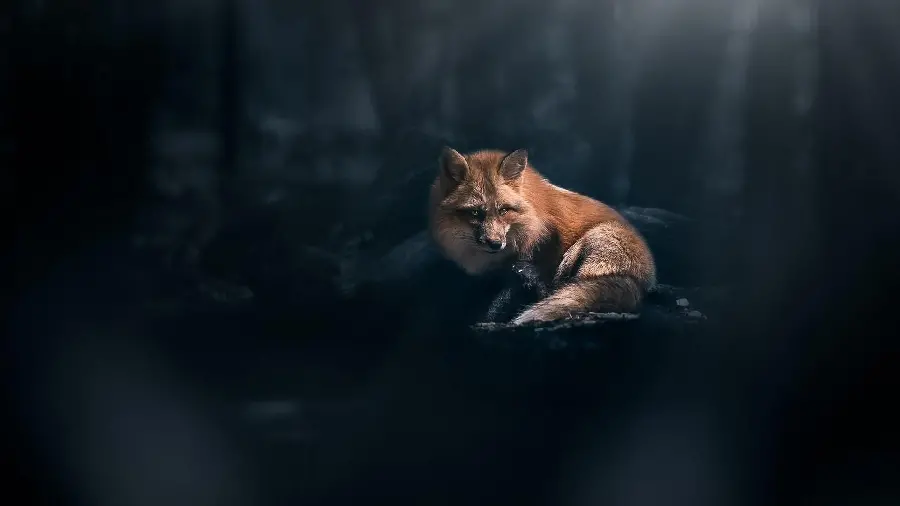 Download 4K Fox Wallpaper