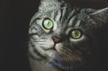Gray Cat with Green Eyes