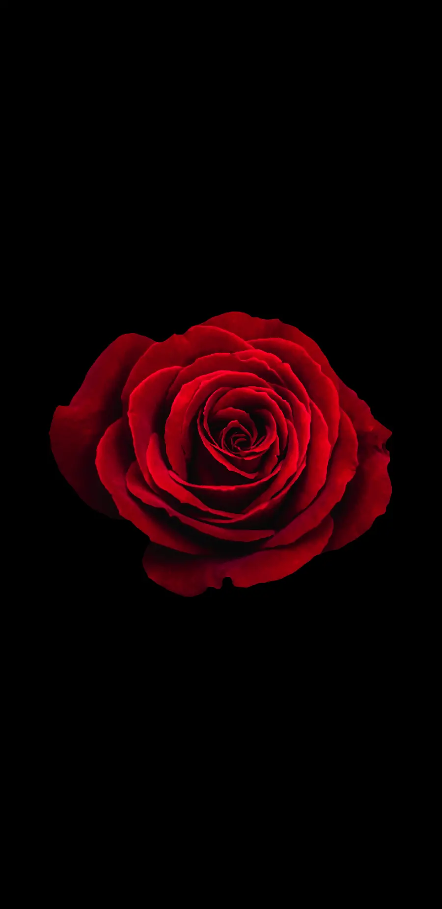 HD Red Rose Flower Background for Mobile
