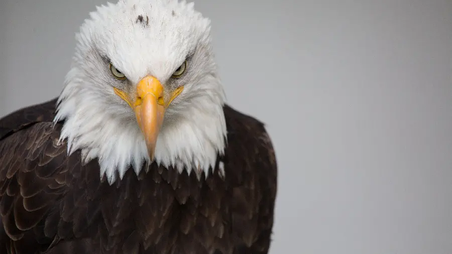Download Eagle Image in 4K Quality for Wallpapers