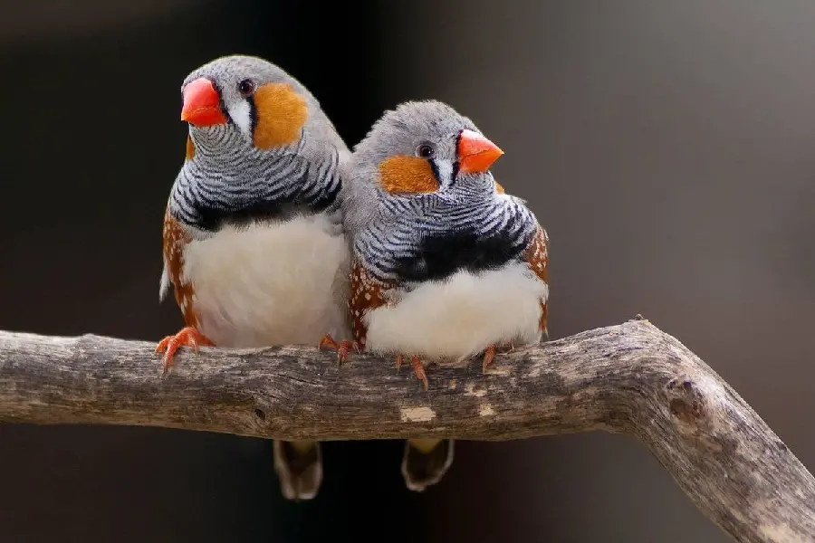 Finch Small Beautiful Bird High-Quality Photo