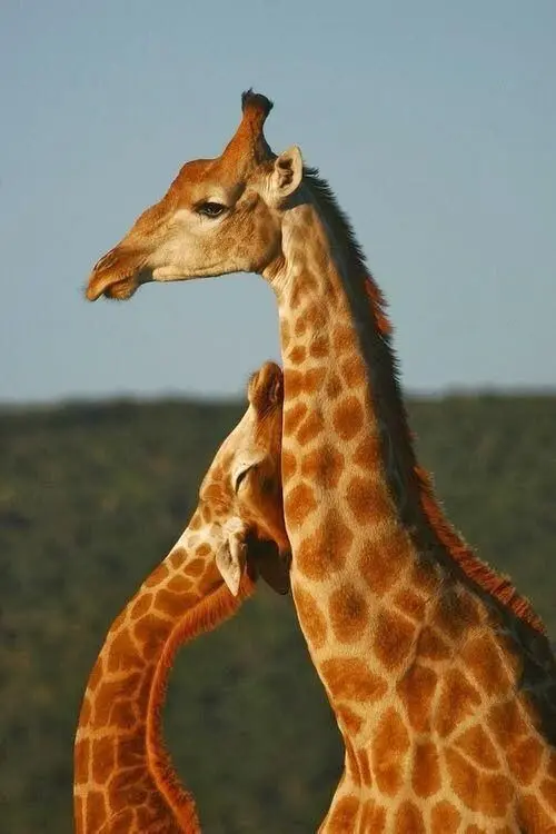 Download Two Giraffes Loving Couple Image