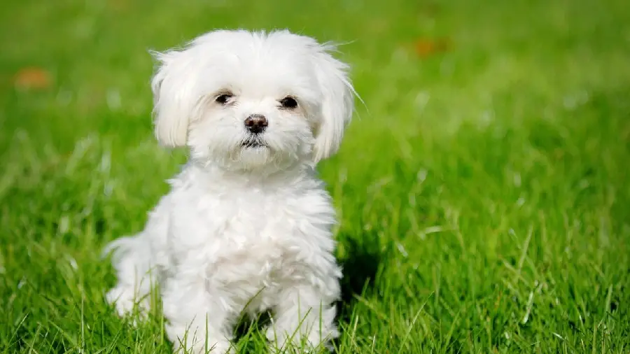 Download High-Quality Photo of a Maltese Dog with Beautiful Eyes