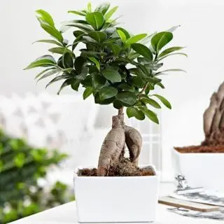 Adenium - The Colorful and Beautiful Succulent