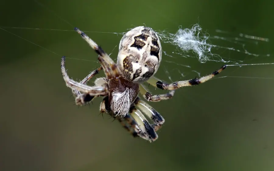 Beautiful Spider and Web Photo