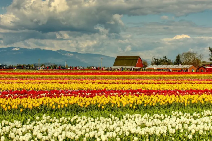 Virtual Tour of Keukenhof Garden