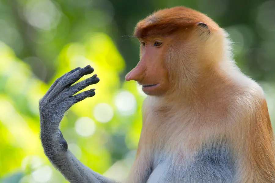 Download Photo of Female Proboscis Monkey