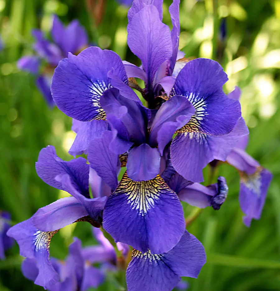 Download Iris Beautiful Flower in High Quality